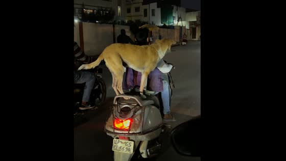 Dog rides scooter with owner in Varanasi, India