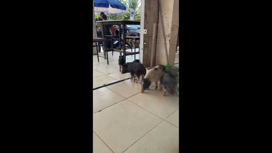 Little pigs amusingly gather outside convenience store in West Kalimantan, Indonesia