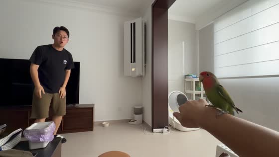 Playful lovebird mimics owner while flying around room in Shanghai, China