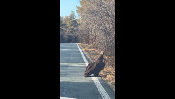 Massive vulture causes temporary traffic stop in Jilin, China