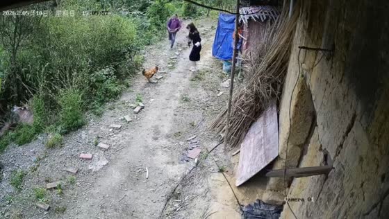 Woman chased and pecked by aggressive rooster on rural street in Chongqing, China