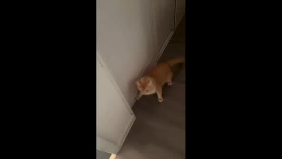 Cat's adorable reaction caught on video in Shaanxi, China