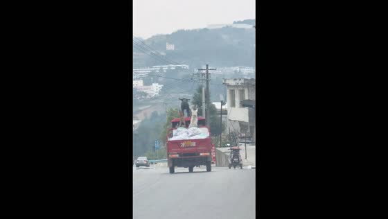 Three dogs enjoy a ride atop a moving cargo truck in Guizhou, China
