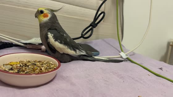 Playful cockatiel flips envelope beside food bowl in Liaoning, China