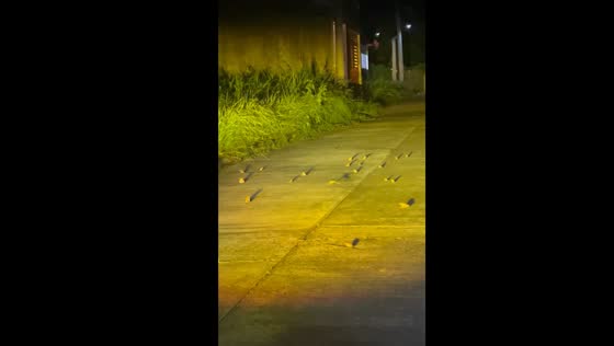 Frog ceremony interrupts commute: Lucban resident's video captures road filled with amphibians
