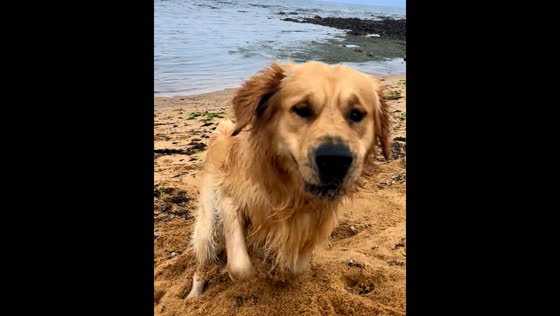 Dog joyfully bumps camera while running towards owner in Melbourne