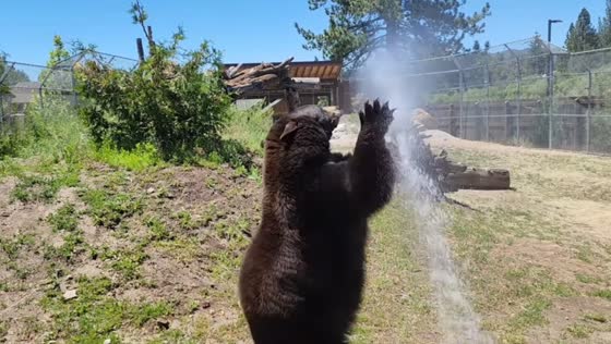 Bear’s funny interaction with sprinkler in California, USA