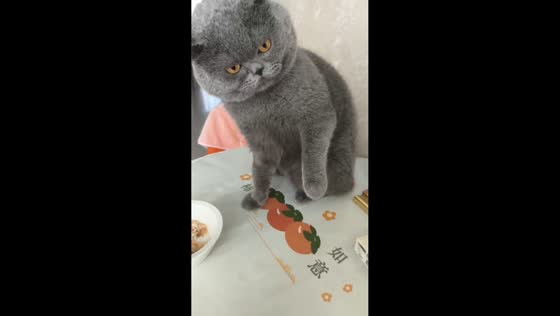 Cat gets upset when touched while eating in Jilin, China