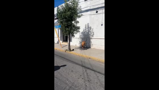 Stray dog playfully chases bird shadow in San Felipe, Chile