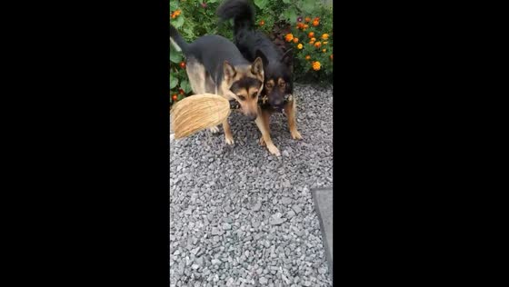Playful pups: Amur and Baron's broomstick chase