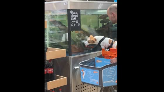 Dog licks fish tank at Kyiv store