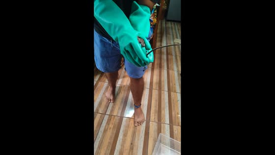 Man catches rat hiding beside stove in Arica, Chile
