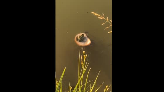Frog on floating bread entices minnow feeding frenzy