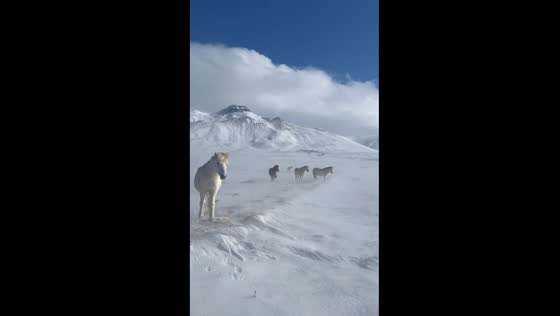 Icelandic horses brave strong winds in snowstorm