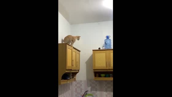 Cat's hilarious encounter with a mouse