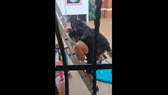 Neighbor rescues their dog from flood in Acapulco