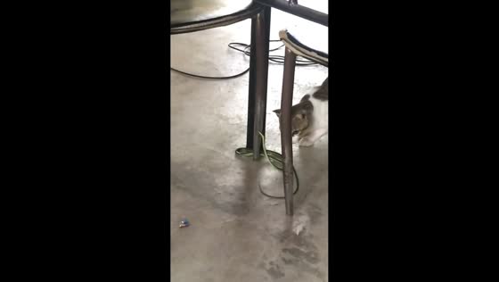 Cat persistently plays with snake in Roxas, Oriental Mindoro