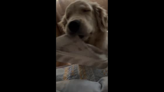 Golden retriever adorably wakes its owner in Zhejiang, China 