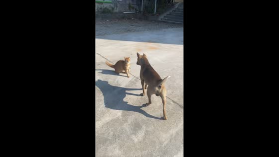 Dog accidentally bumps cat while playing in Fujian, China