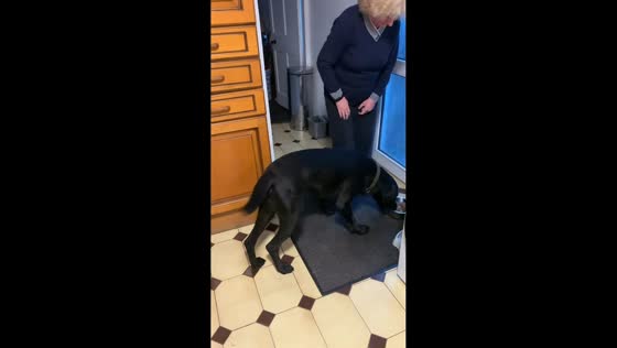 Patient pup waits politely before carrying off his dinner in Durham, England, UK