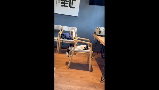 Sleeping cat slips from chair and struggles to climb back up in Sichuan, China