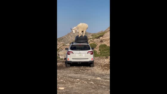 Mountain goats perform playful dance on car roof in Idaho Springs, USA