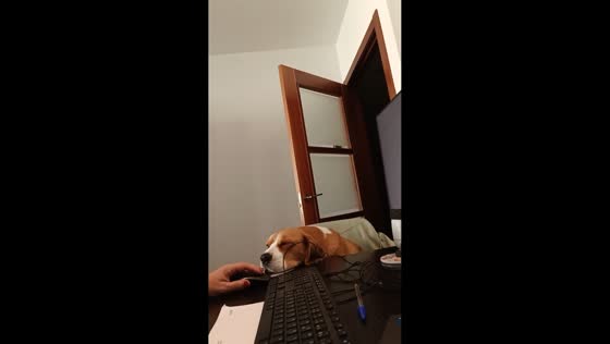 Dog stubbornly claims owner’s mouse pad during work in A Coruña, Spain
