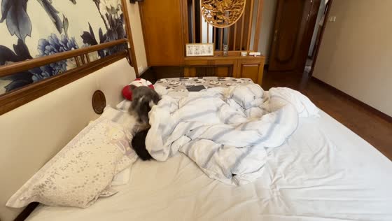 Dog races around bed before settling down in Liaoning, China
