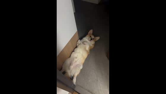 Corgi gets briefly caught by door in Warsaw, Poland