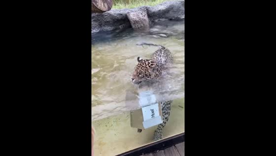 Jaguar’s determined hunt: food falls into water, jaguar gets soaked