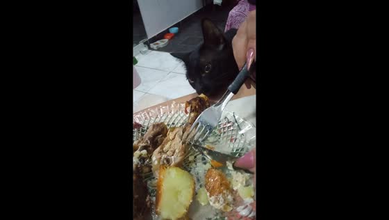 Persistent kitty denied chicken prize in playful food standoff
