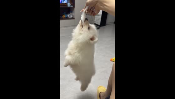 Playful Samoyed shows strong bite grip in Jiangxi, China