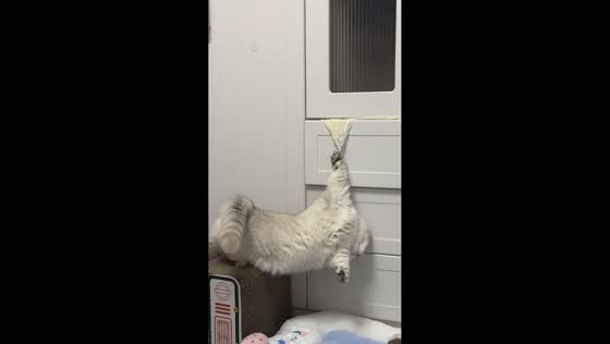 Cat gets stuck playing with hanging clothes in Hunan, China