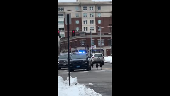 Turkeys pecking a police car in Quincy, Massachusetts, USA