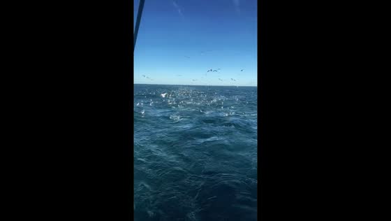 Albatross guides fishermen to hake bounty off Argentine coast