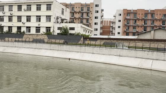 Dramatic rescue saves dog struggling in river in Chengdu, China