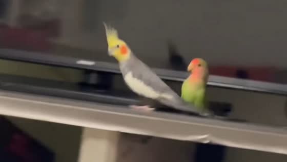 Cockatiel and Lovebird playfully interact on cabinet in Hebei, China