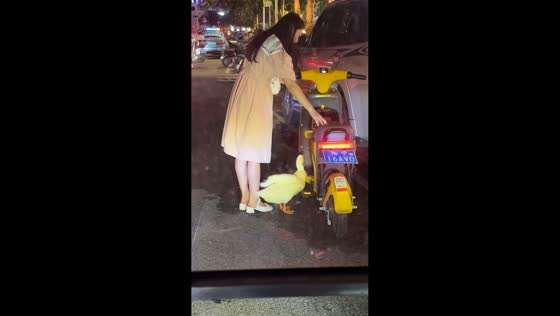 Pet duck hops onto electric motorcycle in Guangxi, China