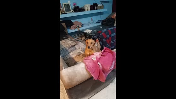 Mischievous dogs scatter cement powder throughout apartment in Talca, Chile