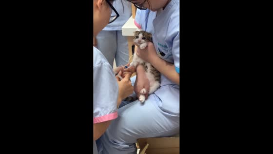 Kitten cries during IV drip treatment in Shandong, China