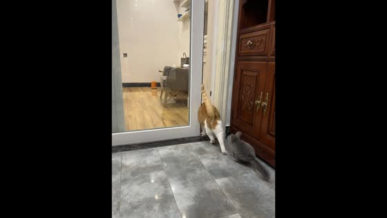 Playful chinchilla chases orange cat in Guangdong, China
