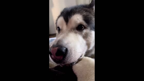 Lazy dog Challenger shows playful side in Bishkek, Kyrgyzstan