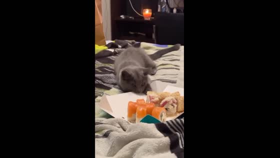 Curious kitten Stepan discovers fish smell for the first time: cautionary nibbles ensue
