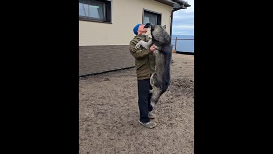 Spinning dog moment ends in tumble in Volodarsk, Russia