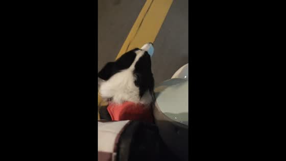 Singing Border Collie joins in duet while riding scooter in Anhui, China