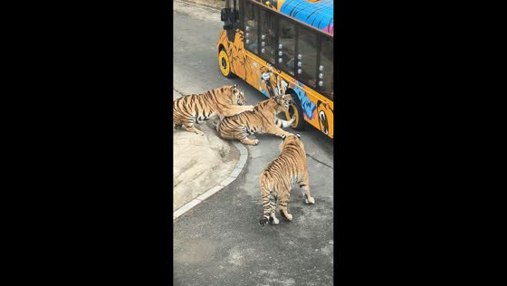 Tiger stops another from biting vehicle tire in Liaoning, China