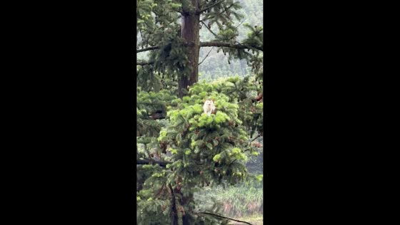 Cat safely rescued after spending two days stranded in tree in Guizhou, China