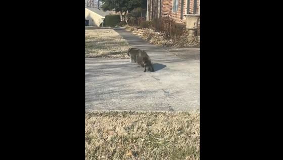 Surprising Encounter: Raccoon Found in Trash Can near House in Madisonville, USA