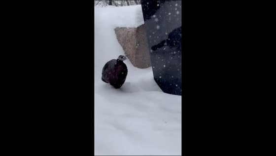 Astoria the wild turkey takes shelter with birds during snowstorm in New York, USA