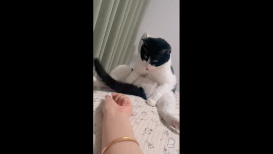 Cat playfully teases owner with tail in Hebei, China